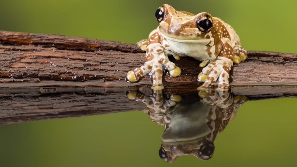 Can Frogs Change Color? [11 WHY’s]