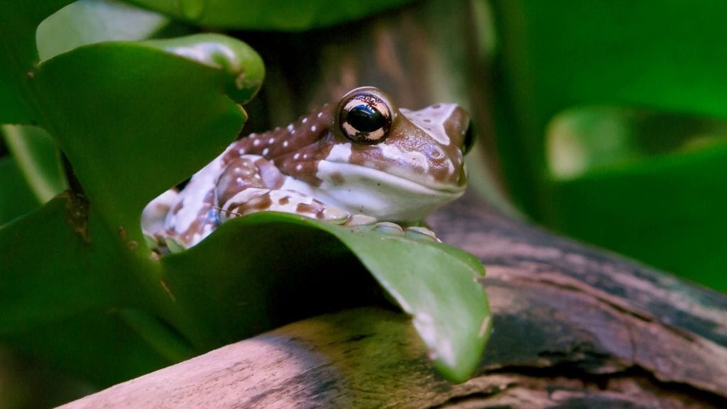 Amazon Milk Frog tank mates 12 Best Pet Frogs For Handling [Beginner's List]