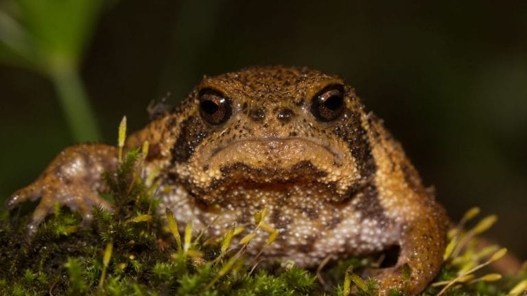 How To Take Care Of Desert Rain Frog? [With Interesting Facts]