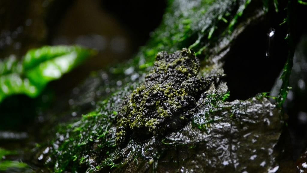Vietnamese Mossy Frog Care Guide For Beginners