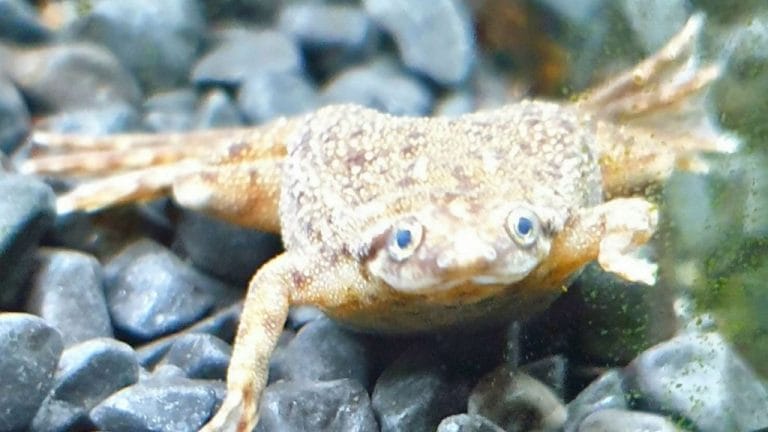 Why My African Dwarf Frog Has Fuzzy Foot?