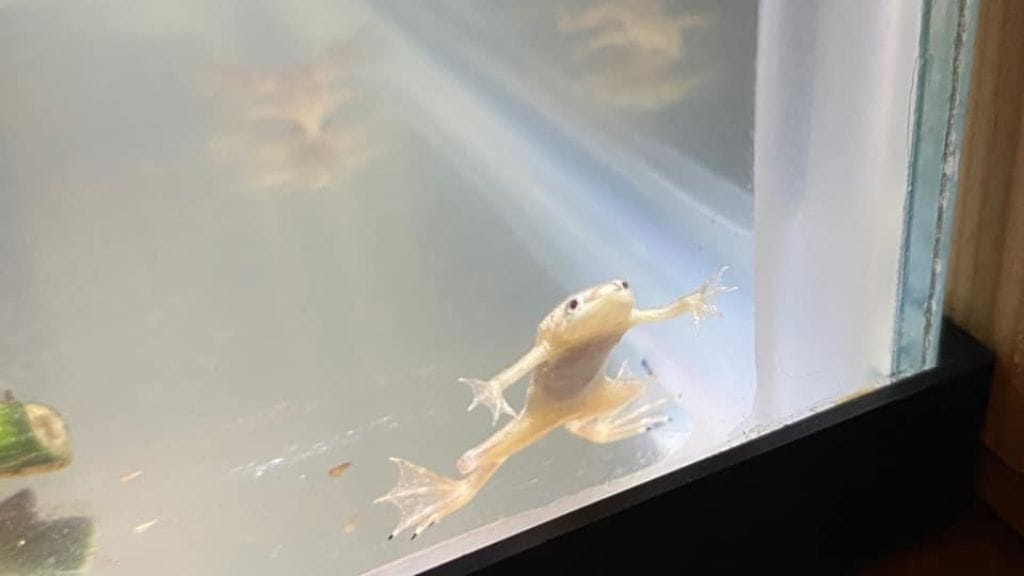 african dwarf frog against glass 12 African Dwarf Frog Health Problems [And Treatment]