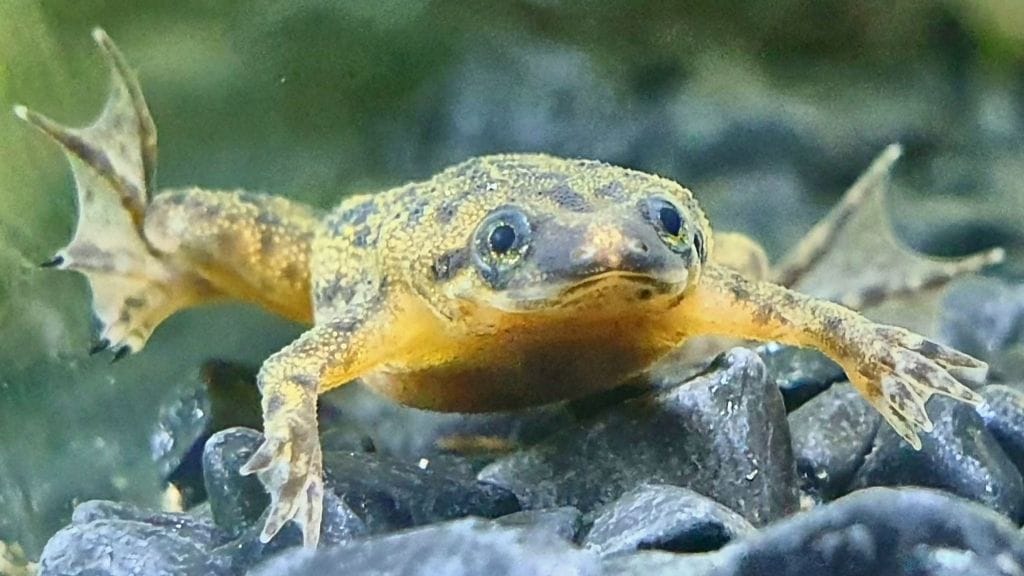 african dwarf frog good closeup