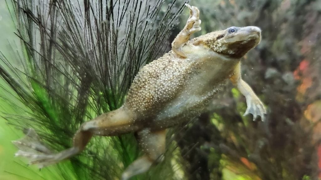 african dwarf frog great closeup