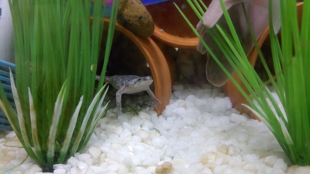 african dwarf frog inside hideout 12 African Dwarf Frog Health Problems [And Treatment]
