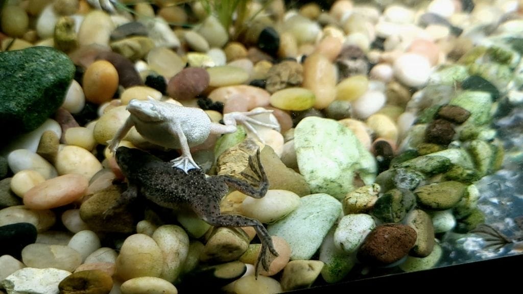 black and white african dwarf frogs 12 African Dwarf Frog Health Problems [And Treatment]