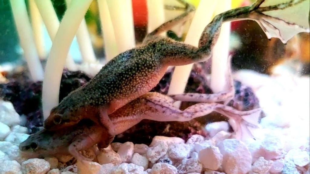 african dwarf frog care
