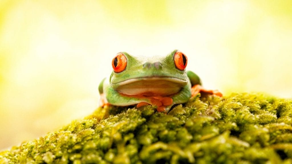 Do Red Eyed Tree Frogs Need UVB Bloat In Tree Frogs: Causes, Symptoms, And Treatment