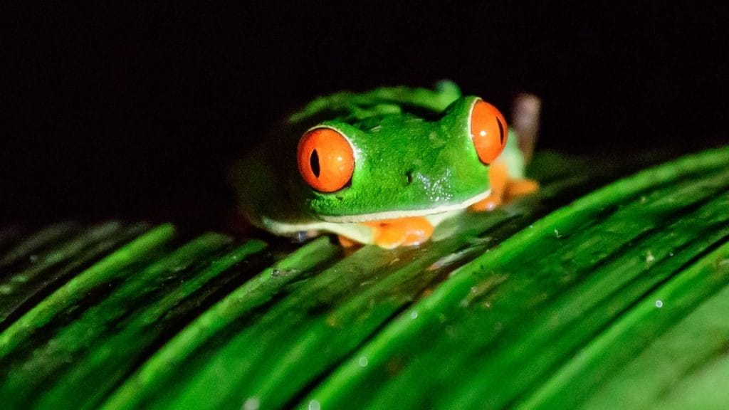 How To Take Care Of A Red Eyed Tree Frog 12 Best Pet Frogs For Handling [Beginner's List]