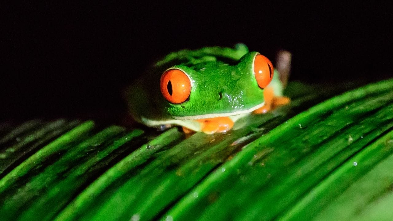 How To Take Care Of A Red Eyed Tree Frog Bloat In Tree Frogs: Causes, Symptoms, And Treatment
