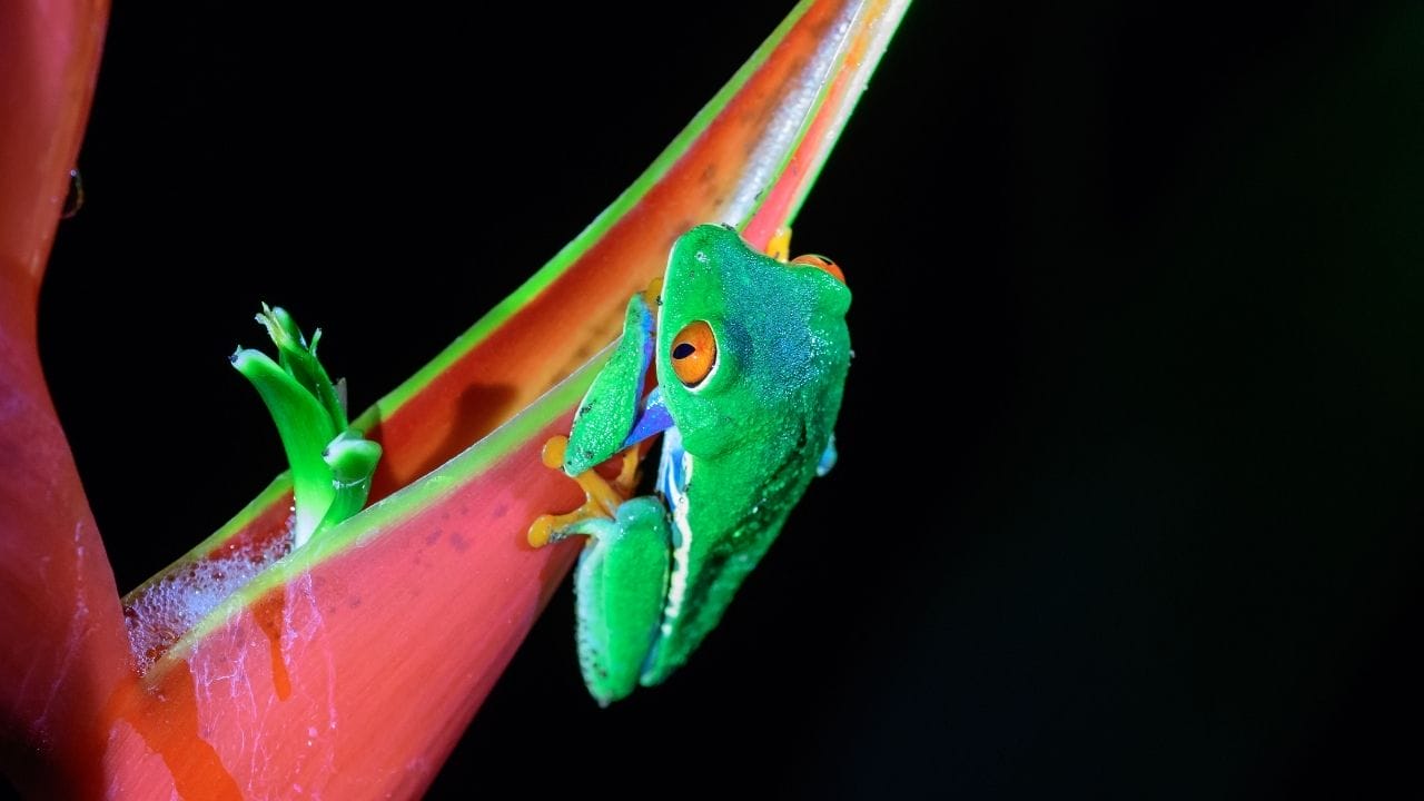 Can Tree Frogs Eat Each Other?