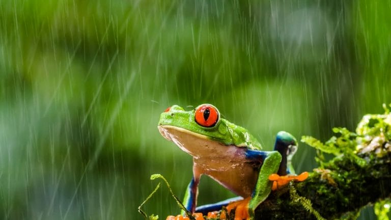 Red-Eyed Tree Frog Care For Absolute Beginners