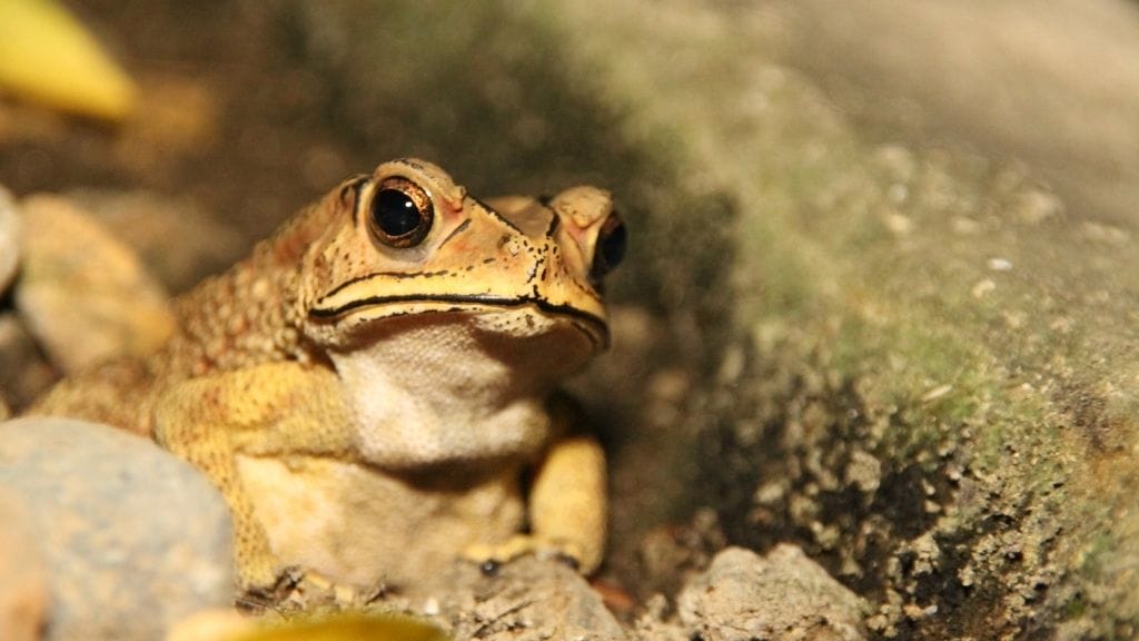 17 Things You’ll Need To Keep A Pet Frog