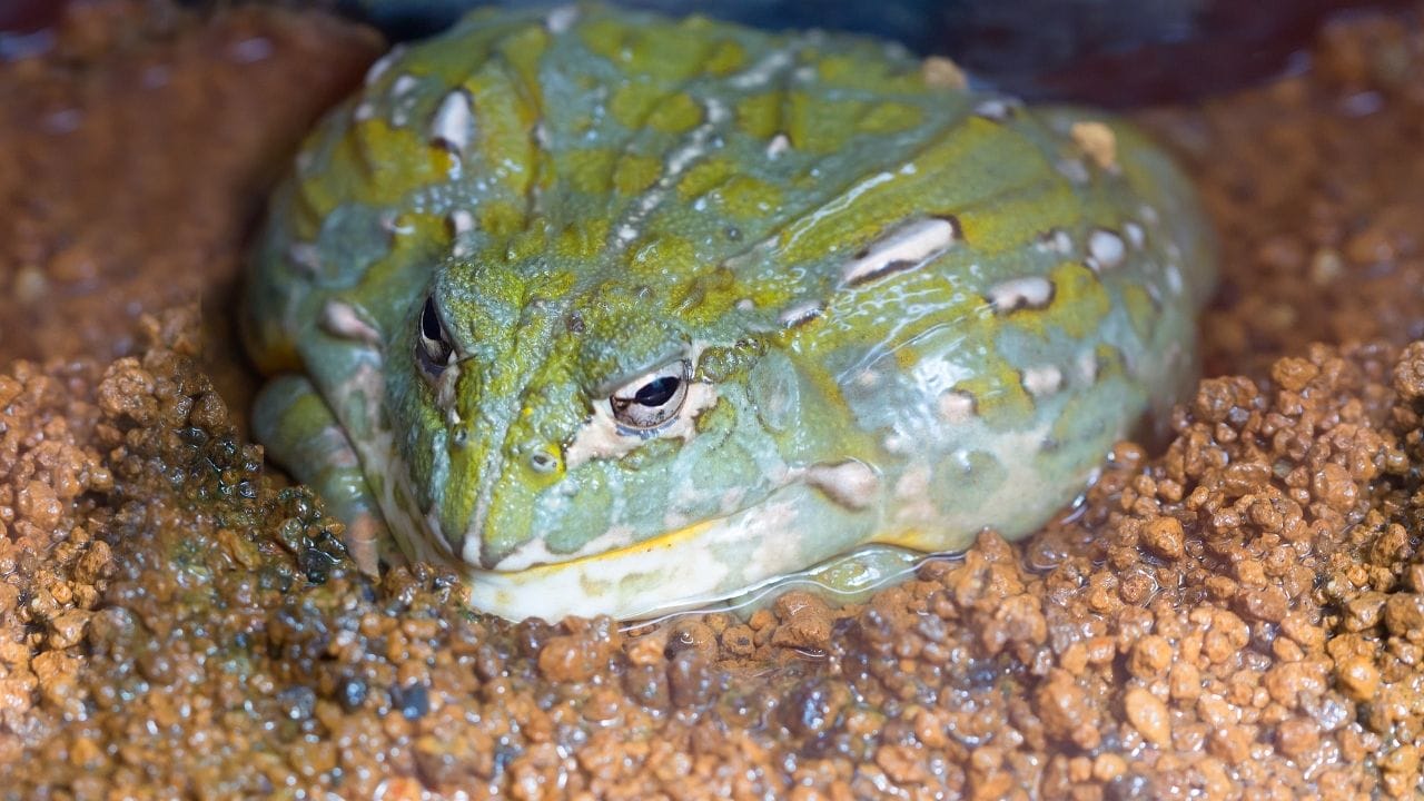 12 Best Pet Frogs For Handling [Beginner’s List] – Acuario Pets