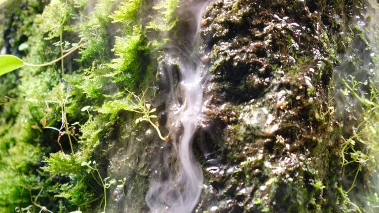 11 Best Frogs For Keeping In Paludarium