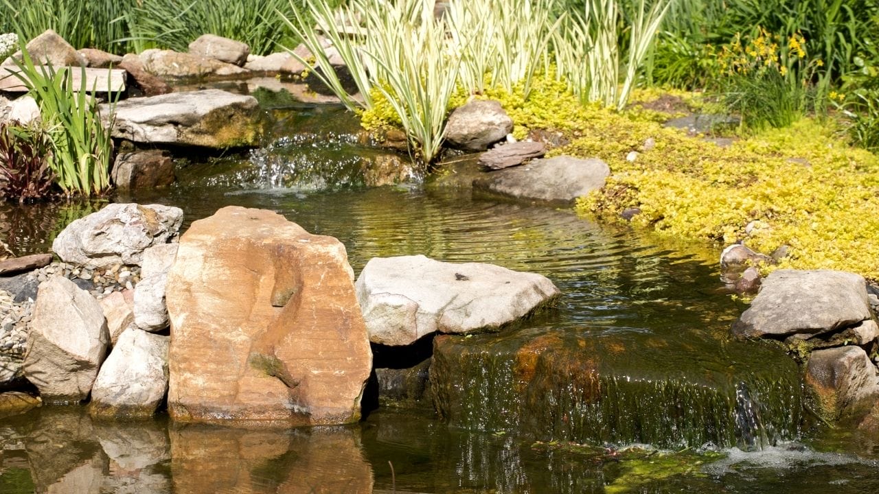 4 Best Frogs For Koi Ponds [Collector's List] Acuario Pets