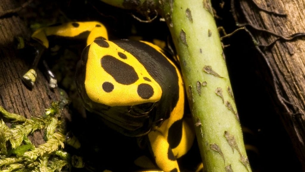 21 Popular Small Pet Frogs That Stay Small 17 Bumble Bee Dart Frog 21 Popular Small Pet Frogs That Stay Small