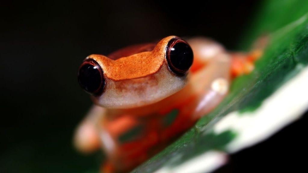 21 Popular Small Pet Frogs That Stay Small 11 Clown Tree Frog 21 Popular Small Pet Frogs That Stay Small