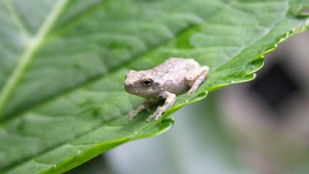 21 Popular Small Pet Frogs That Stay Small 3 Gray Tree Frog 21 Popular Small Pet Frogs That Stay Small