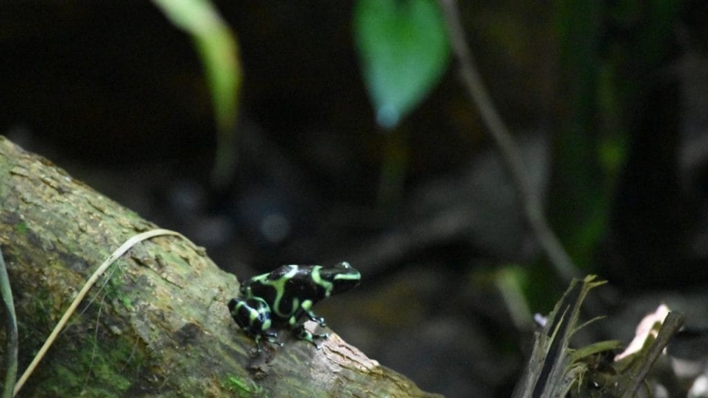 Green And Black Dart Frog 21 Popular Small Pet Frogs That Stay Small