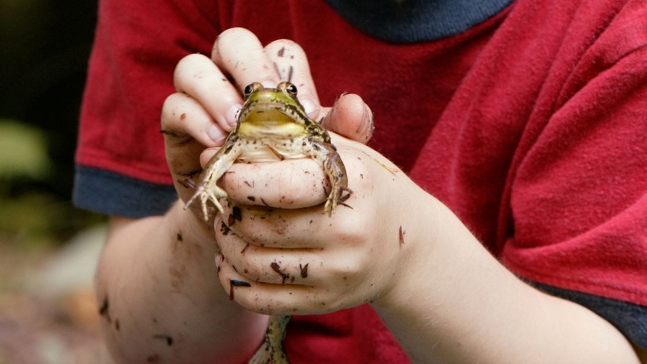 Handling Pet Frogs For Beginners [Dos and DON’Ts] Acuario Pets