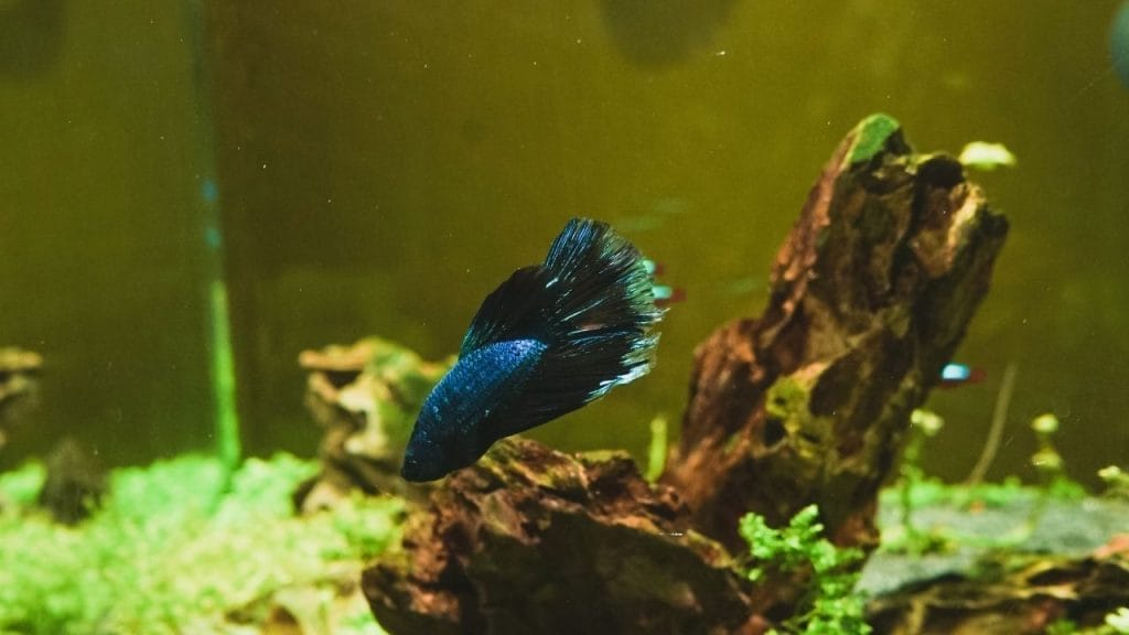 How To Take Care Of Betta When You're On Vacation? 3 How Can I Train My Betta Fish How To Take Care Of Betta When You're On Vacation?