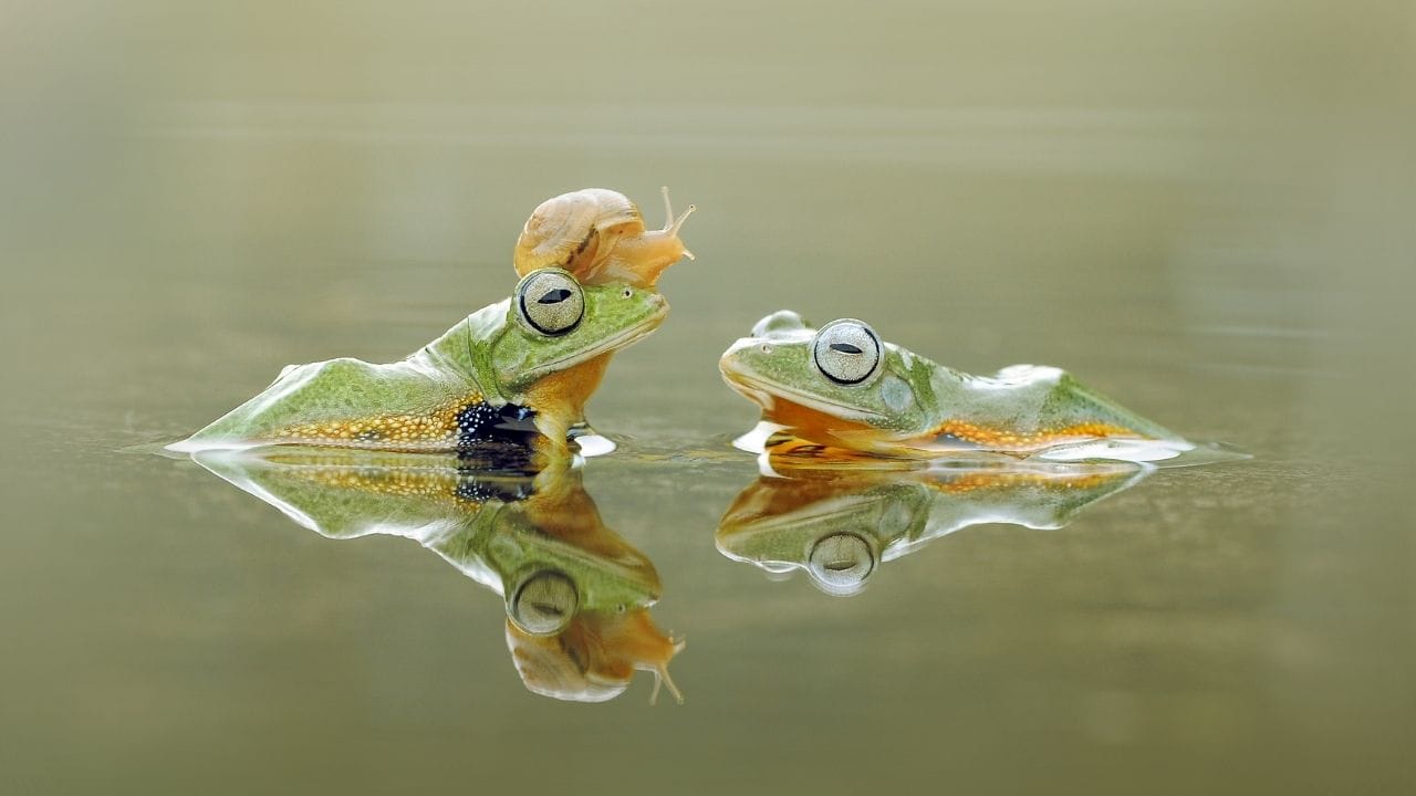 How To Tell The Gender Of A Frog? [10 Ways]