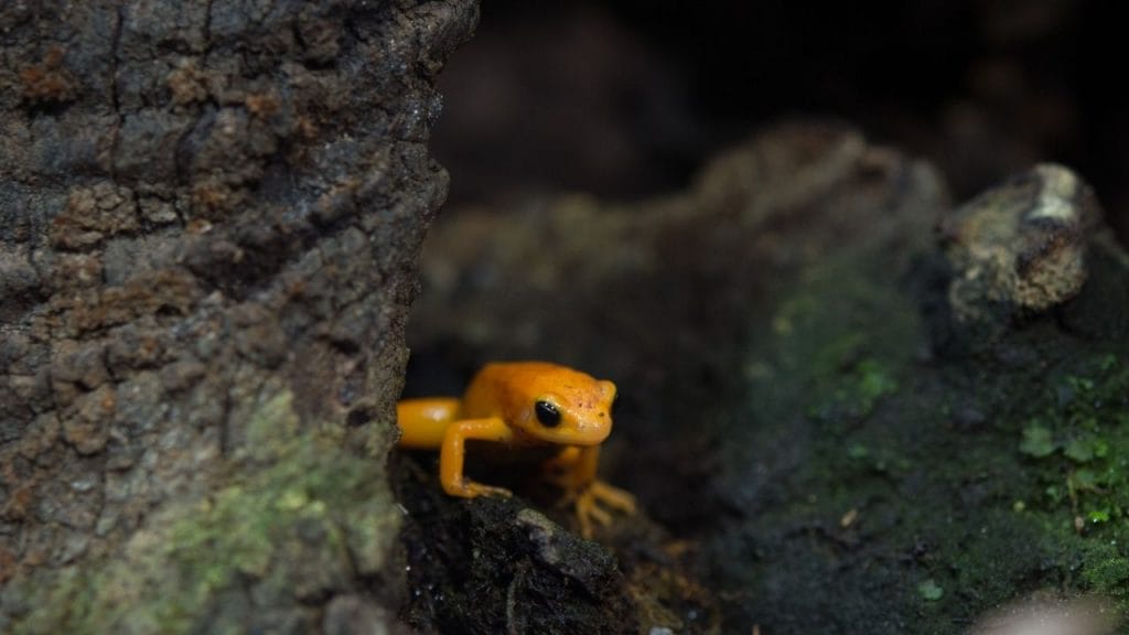 Madagascar Golden Frog 21 Popular Small Pet Frogs That Stay Small