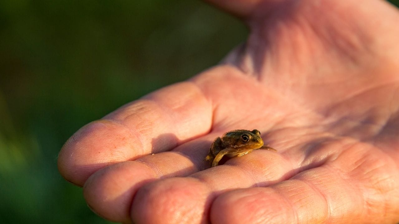 21 Popular Small Pet Frogs That Stay Small