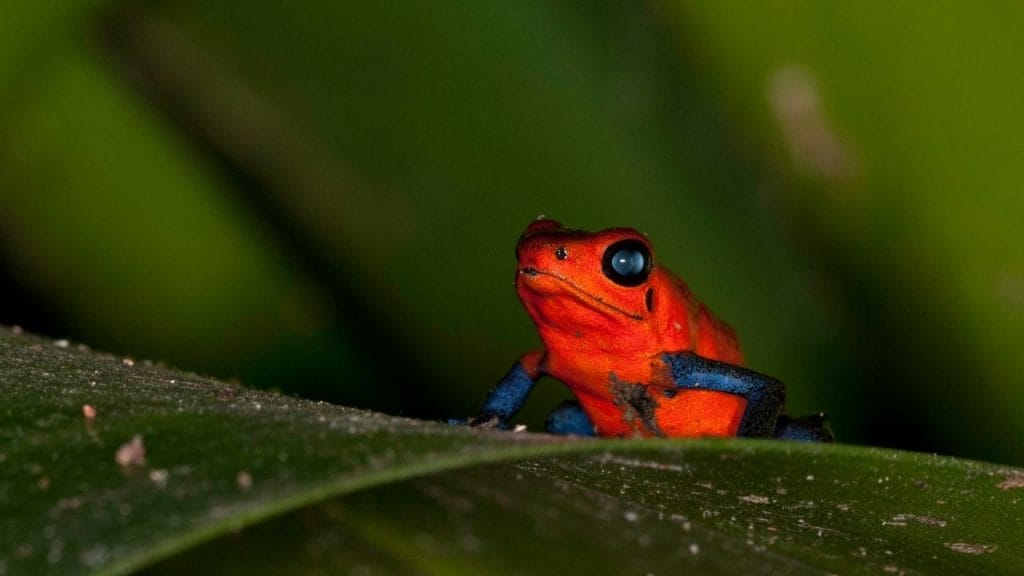 21 Popular Small Pet Frogs That Stay Small 12 Strawberry Dart frog 21 Popular Small Pet Frogs That Stay Small