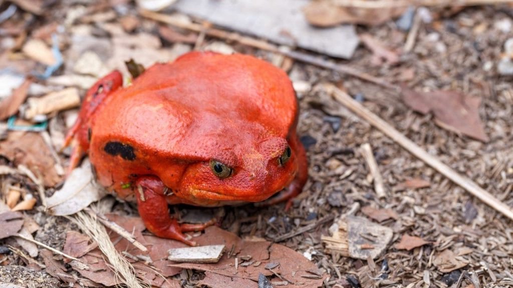 Tomato Frog 21 Popular Small Pet Frogs That Stay Small
