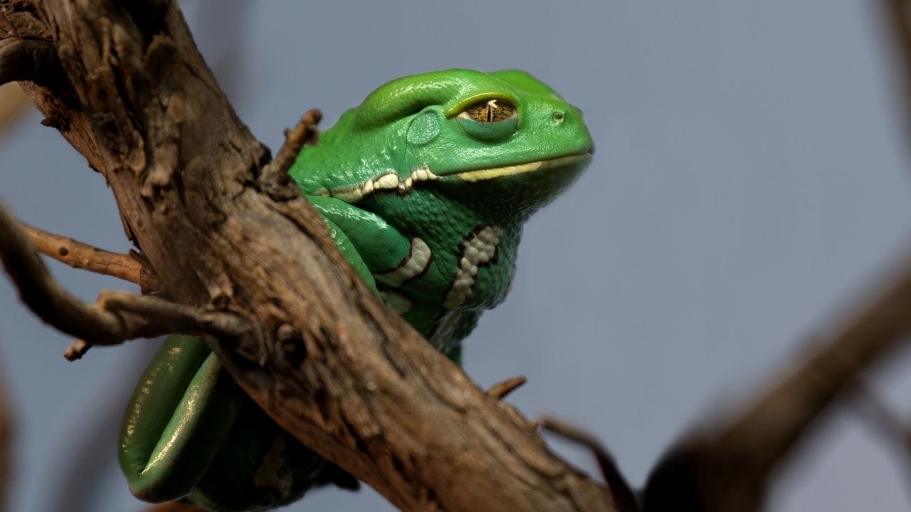 12 Best Pet Frogs For Handling [Beginner’s List] – Acuario Pets