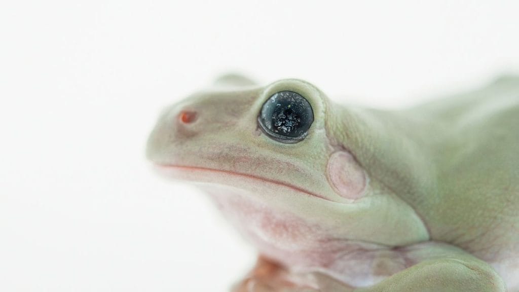 Whites tree frog 12 Best Pet Frogs For Handling [Beginner's List]