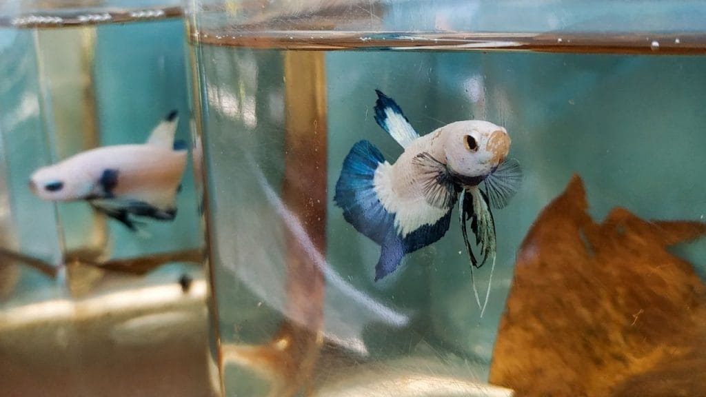 Betta Fish Poop: What Secrets It Holds? 5 betta fish Euthanasia Betta Fish Poop: What Secrets It Holds?