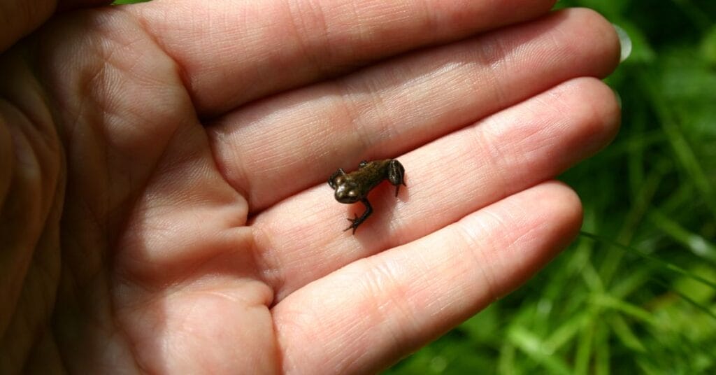 tiny frog on hand