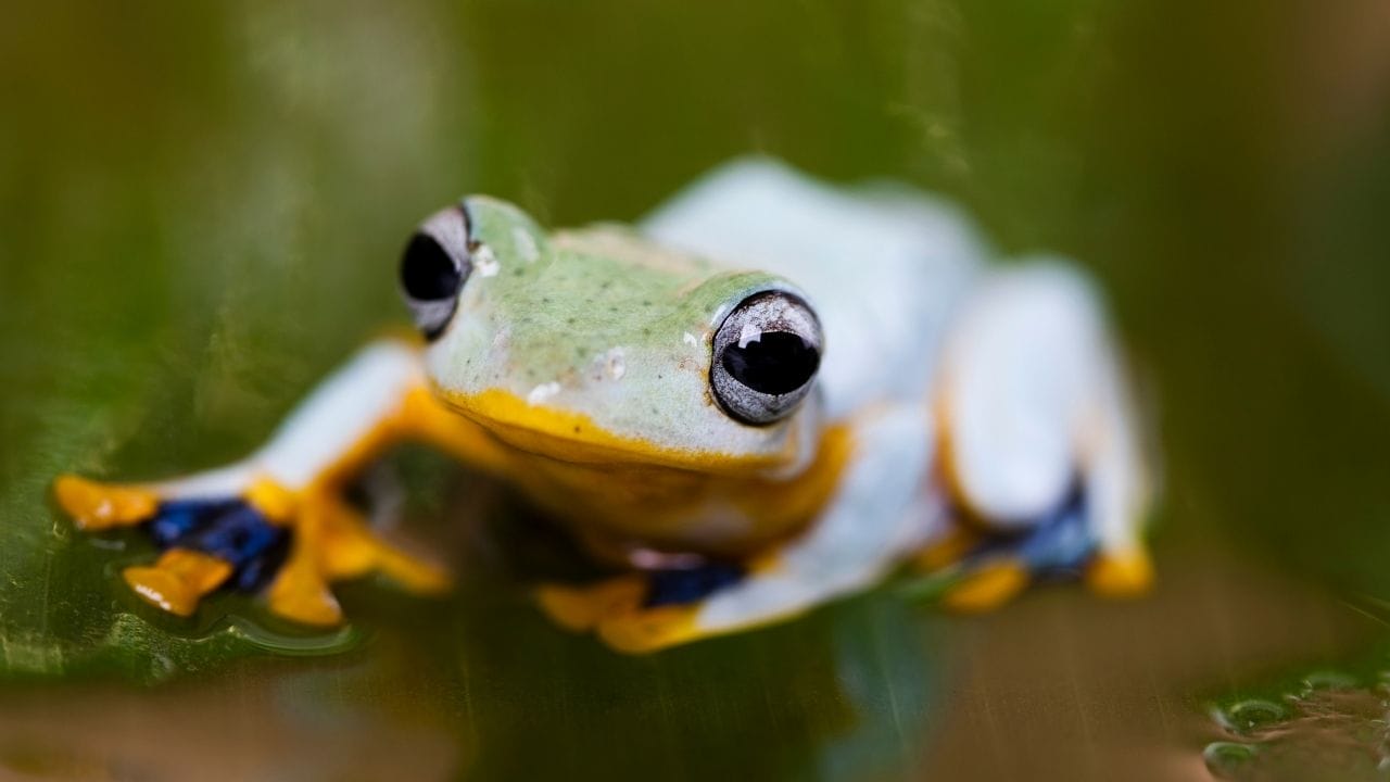 Can Tree Frogs Live In A Paludarium?
