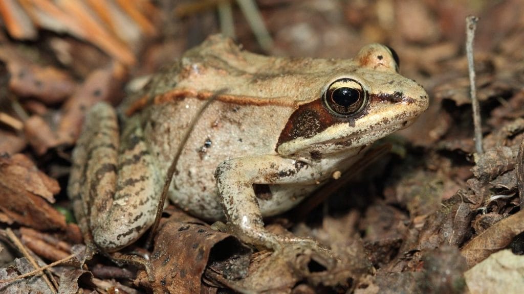 21 Popular Small Pet Frogs That Stay Small 13 wood frog 21 Popular Small Pet Frogs That Stay Small