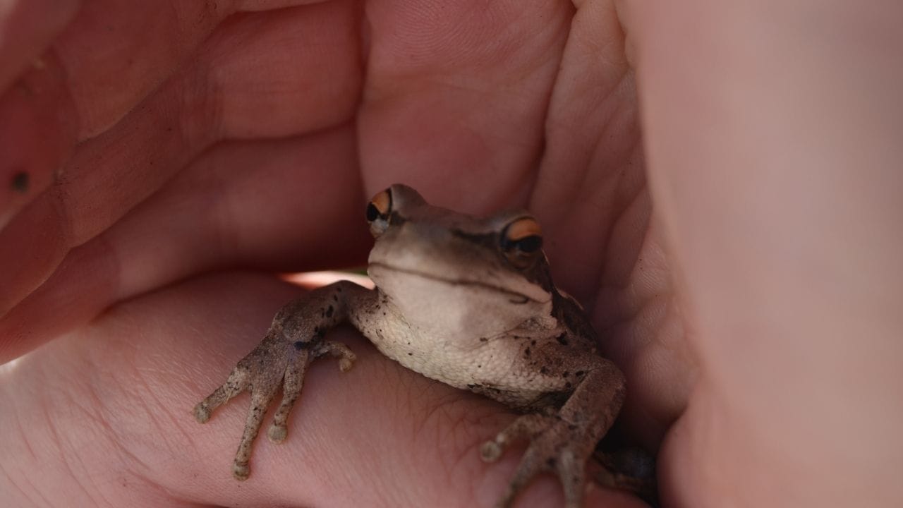 Best Pet Frogs For Handling 12 Best Pet Frogs For Handling [Beginner's List]