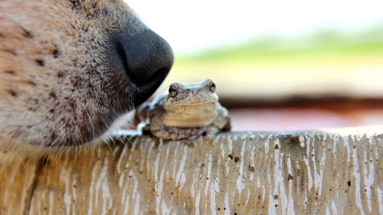 Can Dogs Eat Frogs? [Surprising Facts!]
