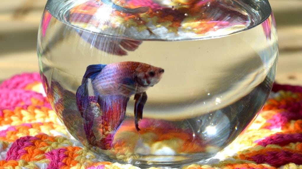 How Do I Know If My Betta Fish Laid Eggs? 2 How Long Can Betta Fish Live in a Fishbowl How Do I Know If My Betta Fish Laid Eggs?