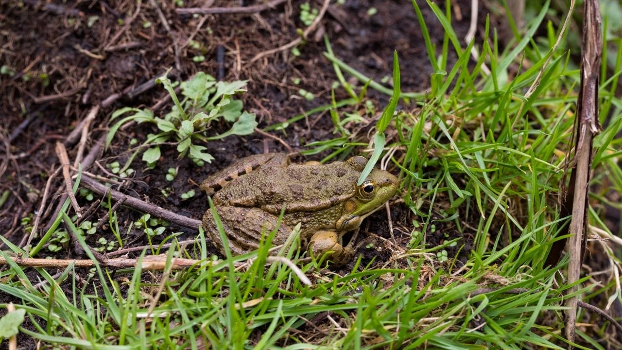 How To Get Rid Of Frogs In Your Yard? [15 Simple Ways]