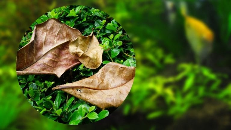 Indian Almond Leaves For Betta: Everything You Need To Know