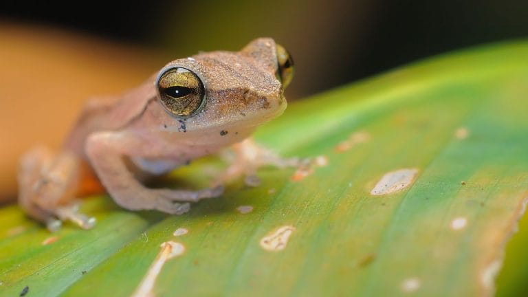 19 Types Of Pet Frogs You Can Keep At Home