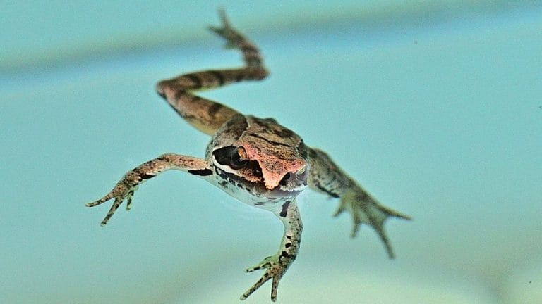 13 Ways To Keep Frogs Away From Pool