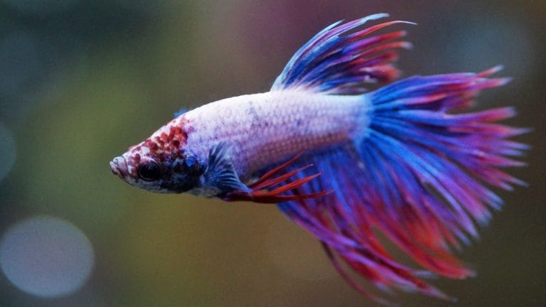 Can Guppies Live With Bettas? (FAQs Answered)
