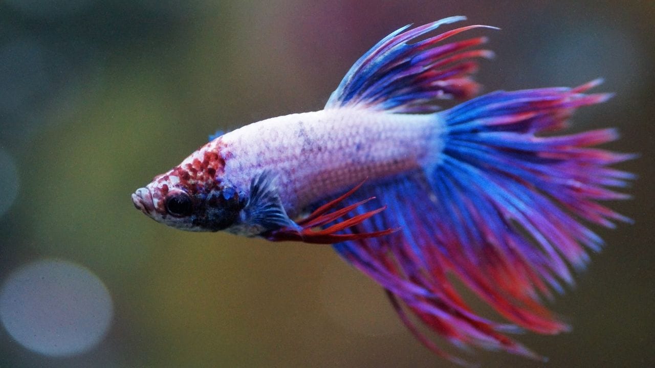 Can Guppies Live With Bettas? (FAQs Answered) Acuario Pets