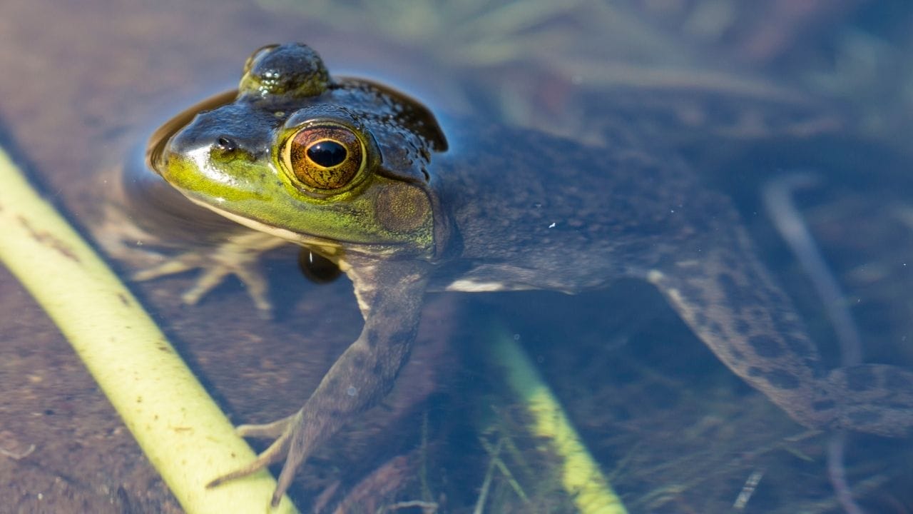 What Does Frog Poop Look Like? [Common Questions Answered]