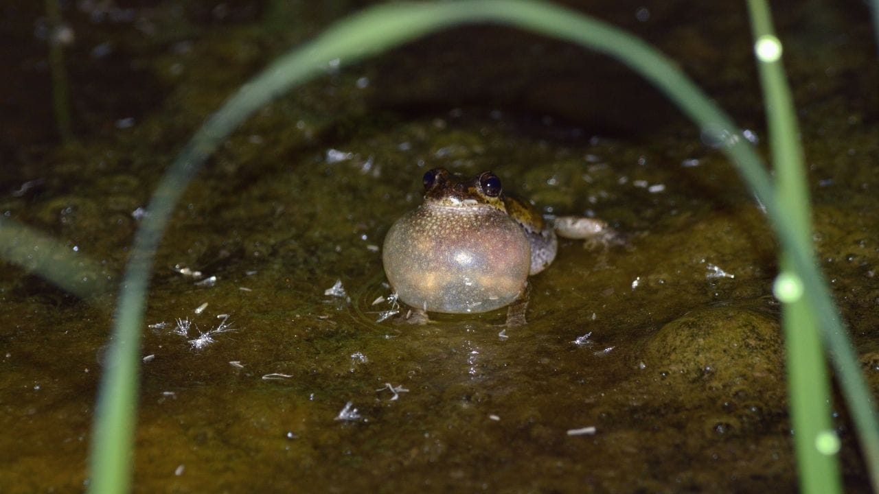 Why Do Frogs Croak At Night? [Science Explains]