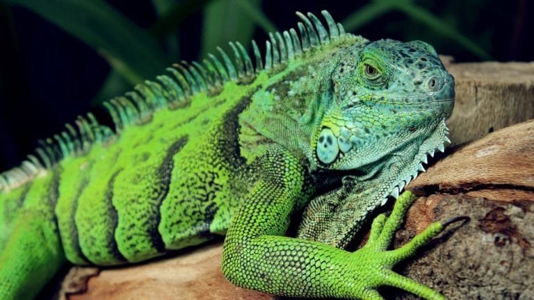 4 Best Reptile Misting System In 2022 [Buyer’s Guide]