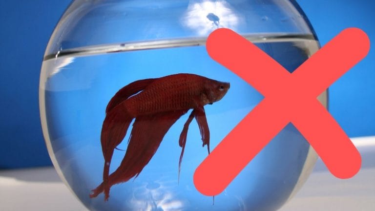 Can You Keep Betta in A 3-Gallon Tank? [And is It a Good Idea?]